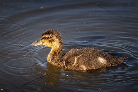 Rouen Duck Breed: Characteristics, Temperament, Feeding, and Breeding