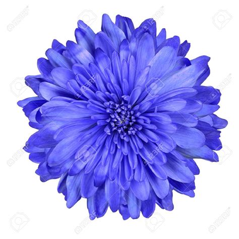 Single deep blue chrysanthemum flower isolated over white background ...