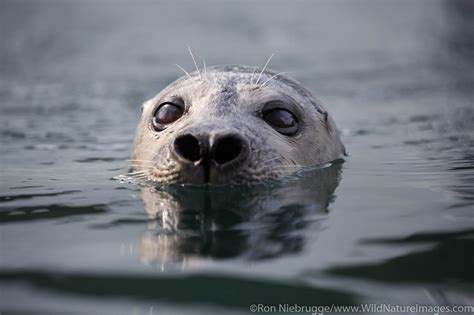 Harbor Seal | Photos by Ron Niebrugge