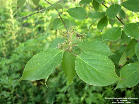 Dogwood Tree Leaf Identification