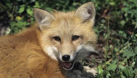 Survival Adaptations of the Red Fox | Animals - mom.me