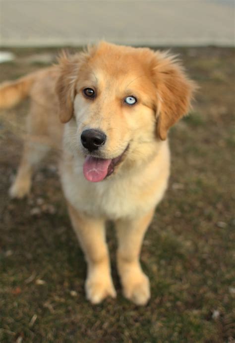 Cute Dogs: Golden Retriever Poodle Mix