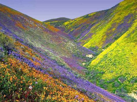 Valley Of Flowers Uttarakhand Best Time To Visit