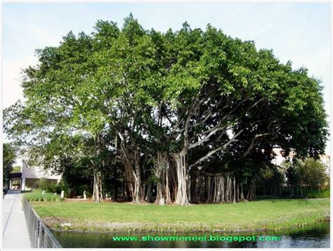 Showmeneel: The Great banyan tree - a tree with multiple trunks and ...