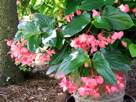 West Michigan's Garden Expert's Blog | Michigan gardening, Plants, Begonia