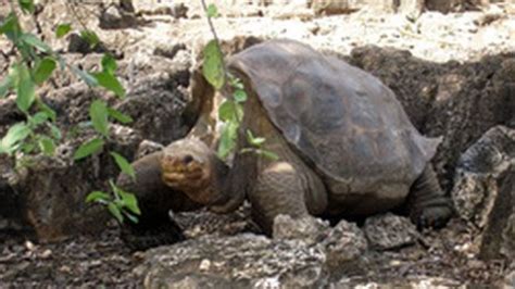 Last Pinta giant tortoise Lonesome George dies - BBC News