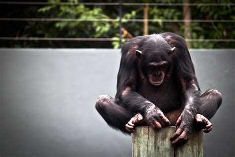 Sad Chimp | Explore Tom Holbrook's photos on Flickr. Tom Hol… | Flickr - Photo Sharing!