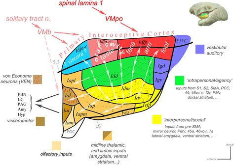 Insular Anatomy