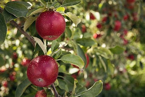 It's Here! Apple Season Has Arrived in the Hudson Valley