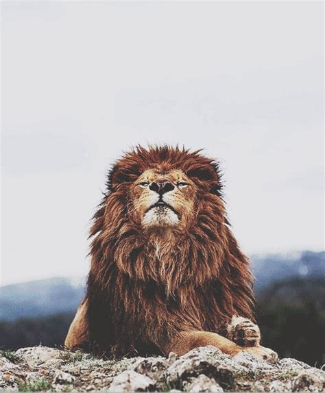 Amazing Animated Lion Gifs - Best Animations