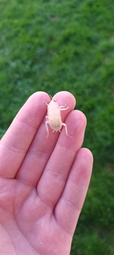 I found an albino cockroach today. : r/newzealand