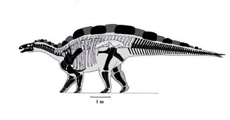 22 best Dinosauria : Wuerhosaurus images on Pinterest | Dinosaurs ...