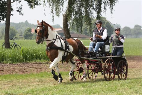 20140713-1348-18 | Horse and Carriage Driving Competition 20… | Flickr