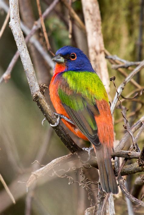 Painted Bunting | Bird | Laura Erickson's For the Birds