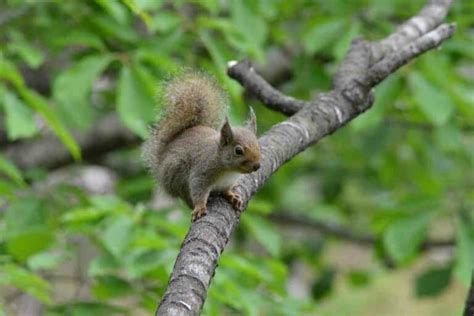 Squirrels in Japan (15 Amazing Facts about Them) – YouGoJapan