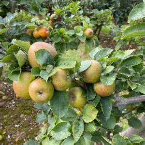 31 Different Types of Green Apple Varieties | Balcony Garden Web