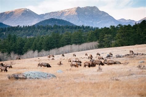 2021 Colorado Herd Counts (Online Edition) - Colorado Outdoors Online