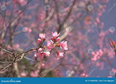 Cherry Blossoms Season in Dalat, Vietnam. Stock Photo - Image of table ...