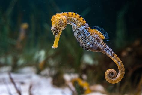 Can You Eat Seahorses and How do they Taste? - Fishmasters.com