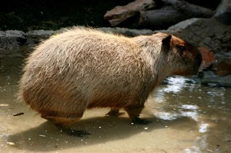 Why Do Capybaras Poop in Water and Why They Eat Their Poop?