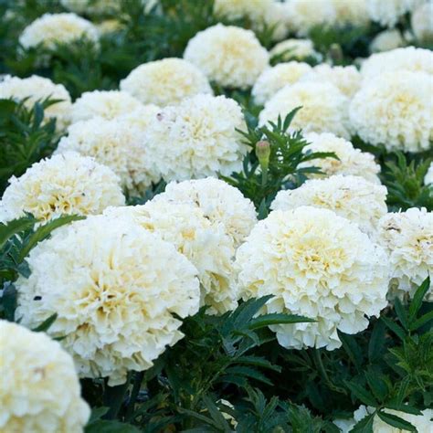 White Kilimanjaro African Marigold Flowers (25, 50, or 100 Seeds per Pack), Full Sun, Annual ...