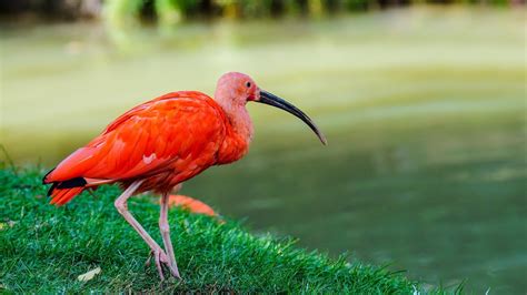 Scarlet Ibis Theme for Windows 10 and 11