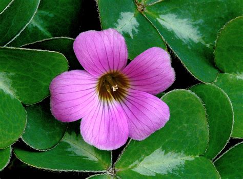 Redwood-sorrel (Flowering Plants of Muir Woods) · iNaturalist