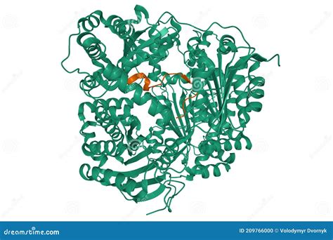 Structure of Human Insulin-degrading Enzyme Green in Complex with ...