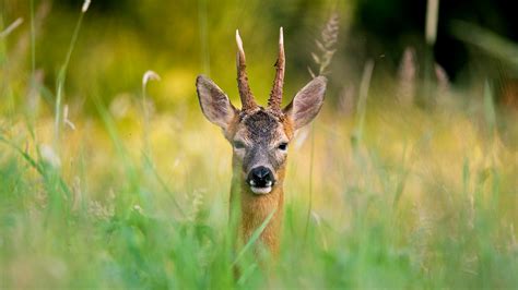 Roe Deer (Capreolus capreolus) - Woodland Trust