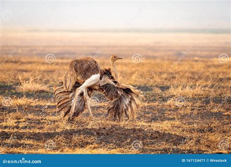 Closeup Shot of a Female Somali Ostrich Running in the Valley in the Ngorongoro National Park ...