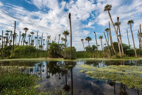 Orlando Wetlands Free Stock Photo - Public Domain Pictures