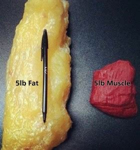 5-pounds-of-fat-5-pounds-of-muscle