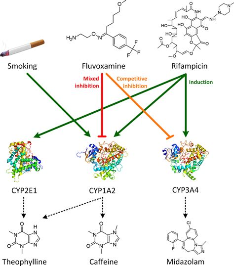 Cytochrome P450 (CYP) 1A2 drug–drug interaction (DDI) network.... | Download Scientific Diagram