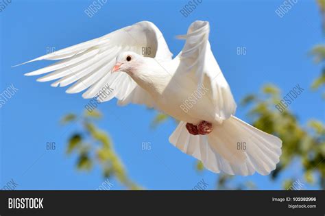 White Pigeon Flying Image & Photo (Free Trial) | Bigstock