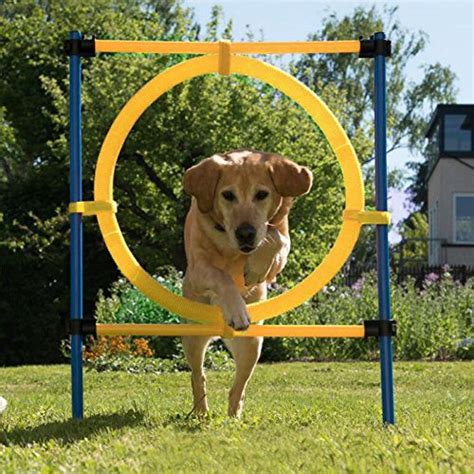 15 Best Dog Agility Equipment Kits in 2020 (For Beginners and Advanced)