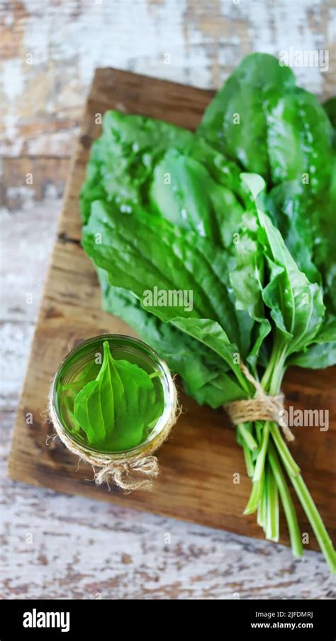 Plantain drink in a glass. Fresh leaves of plantain. Therapeutic tea of plantain Stock Photo - Alamy