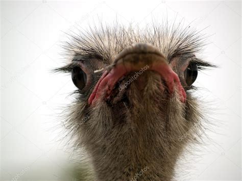 Ostrich head — Stock Photo © antony84 #1078174