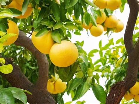 Growing A Grapefruit Tree: How To Care For Grapefruit Trees