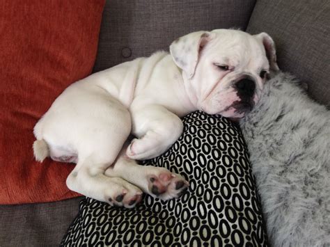 sleep time | English bulldog puppy, Bulldog puppies, English bulldog