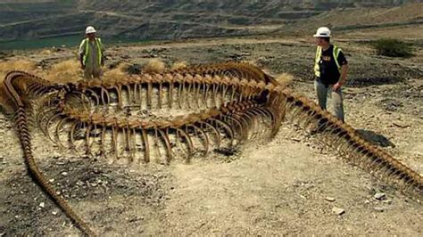 Titanoboa Snake Compared To Human - Goimages-A