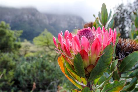 Protea: species, care & bouquets - Plantura