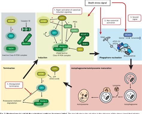 [PDF] Autophagy-dependent cell death – where, how and why a cell eats itself to death | Semantic ...