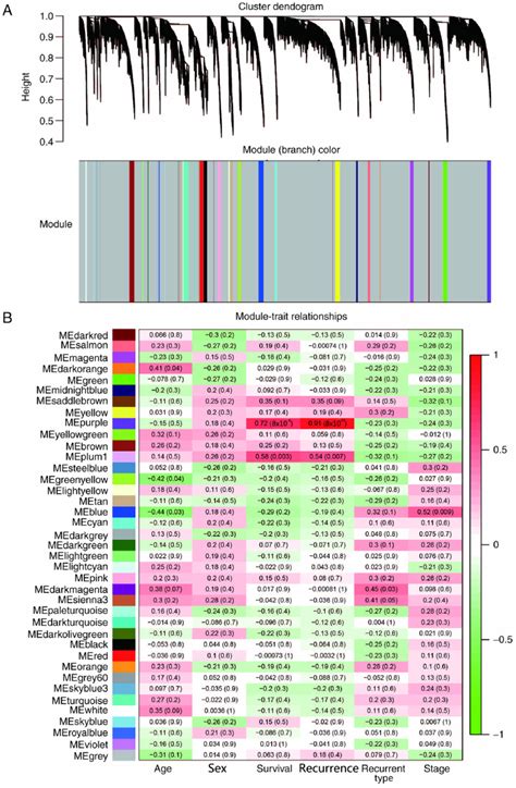 Gene clusters and gene modules. (A) Gene dendrogram obtained by average... | Download Scientific ...