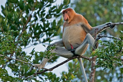 Immodest Proboscis Monkey (Warning, Explicit Material) | Sean Crane Photography