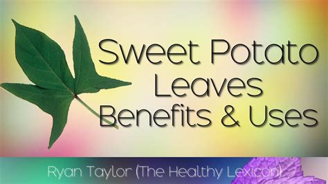 Sweet Potato Leaves: Benefits and How To Grow - YouTube