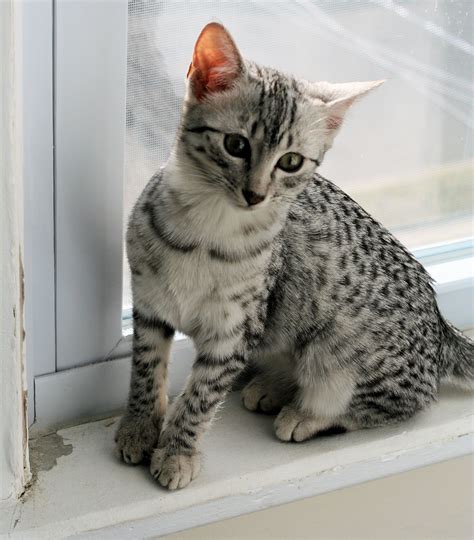 Wintermuse SteppinRazor, Egyptian Mau Kitten | Egyptian mau, Kitten photos, Cat breeds