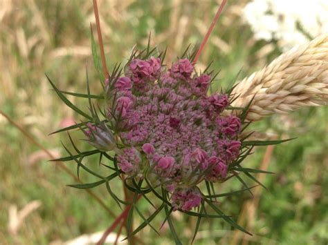 Wild Carrot, Daucus carota