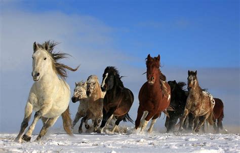 Beautiful Horses Running Wild Wallpapers - Top Free Beautiful Horses ...