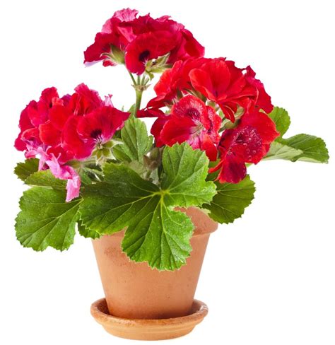 Add Some Color! 5 Cheery, Easy-to-Grow Indoor Flowering Plants ...