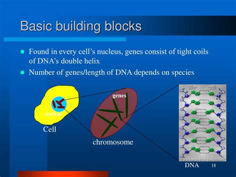 PPT - DNA Computing Tutorial PowerPoint Presentation - ID:40352